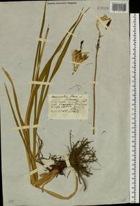 Hemerocallis lilioasphodelus L., Siberia, Central Siberia (S3) (Russia)