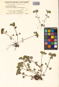 Chrysosplenium pilosum Maxim., Siberia, Russian Far East (S6) (Russia)