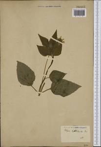 Heliopsis helianthoides (L.) Sw., Botanic gardens and arboreta (GARD) (Not classified)