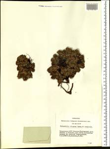 Potentilla elegans Cham. & Schltdl., Siberia, Altai & Sayany Mountains (S2) (Russia)