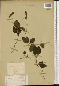 Orthilia secunda (L.) House, Eastern Europe, Central forest-and-steppe region (E6) (Russia)