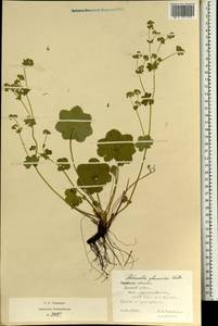 Alchemilla glaucescens Wallr., Eastern Europe, Central forest-and-steppe region (E6) (Russia)