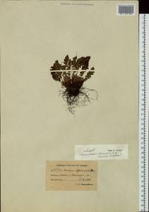 Woodsia ilvensis (L.) R. Br., Siberia, Chukotka & Kamchatka (S7) (Russia)