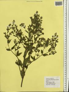 Nepeta ucranica L., Eastern Europe, Lower Volga region (E9) (Russia)