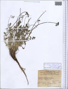 Lomatocarpa albomarginata (Schrenk) Pimenov & Lavrova, Middle Asia, Pamir & Pamiro-Alai (M2) (Tajikistan)