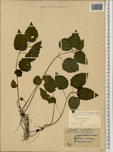 Lamium galeobdolon subsp. galeobdolon, Caucasus, Krasnodar Krai & Adygea (K1a) (Russia)