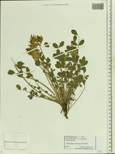 Astragalus calycinus Bieb., Eastern Europe, Rostov Oblast (E12a) (Russia)