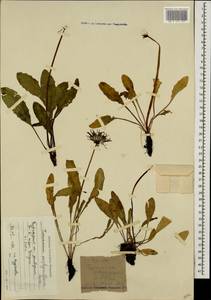 Taraxacum porphyranthum Boiss., Caucasus, Krasnodar Krai & Adygea (K1a) (Russia)