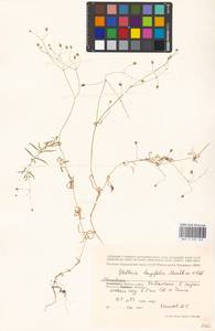 Stellaria longifolia (Regel) Muhl. ex Willd., Eastern Europe, Moscow region (E4a) (Russia)