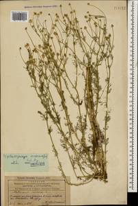Tripleurospermum inodorum (L.) Sch.-Bip, Caucasus, Azerbaijan (K6) (Azerbaijan)