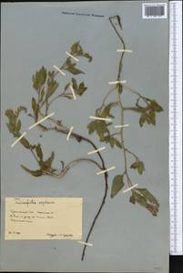 Tournefortia sogdiana (Bunge) Popov, Middle Asia, Karakum (M6) (Turkmenistan)