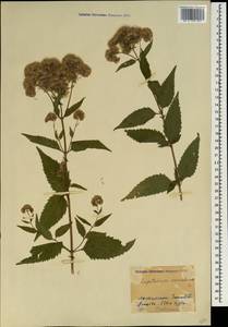 Eupatorium cannabinum L., Caucasus, Georgia (K4) (Georgia)