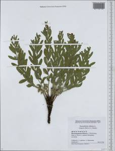Heliotropium sibiricum (L.) J. I. M. Melo, Eastern Europe, Lower Volga region (E9) (Russia)