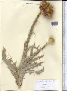 Onopordum leptolepis DC., Middle Asia, Syr-Darian deserts & Kyzylkum (M7) (Uzbekistan)