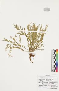 Polygala sibirica L., Eastern Europe, Central region (E4) (Russia)