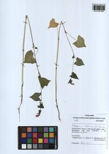 Fagopyrum tataricum (L.) Gaertn., Siberia, Altai & Sayany Mountains (S2) (Russia)