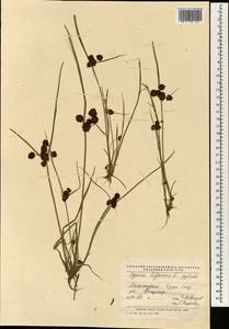 Cyperus difformis L., South Asia, South Asia (Asia outside ex-Soviet states and Mongolia) (ASIA) (China)