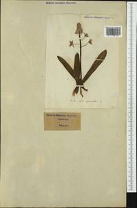 Scilla lilio-hyacinthus L., Western Europe (EUR) (Italy)