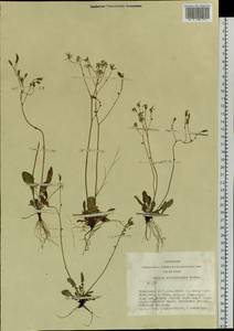 Crepis multicaulis Ledeb., Siberia, Altai & Sayany Mountains (S2) (Russia)