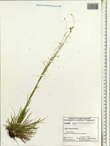 Carex krausei Boeckeler, Siberia, Central Siberia (S3) (Russia)