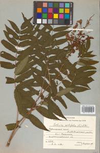 Sorbaria sorbifolia (L.) A. Braun, Siberia, Russian Far East (S6) (Russia)