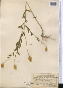 Stizolophus balsamita (Lam.) K.Koch, Middle Asia, Kopet Dag, Badkhyz, Small & Great Balkhan (M1) (Turkmenistan)