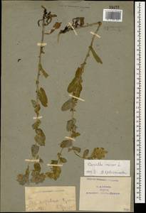 Cerinthe minor L., Caucasus, Armenia (K5) (Armenia)