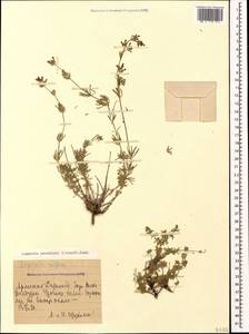 Asperula prostrata (Adams) K.Koch, Caucasus, Armenia (K5) (Armenia)