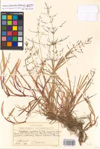 Catabrosa kneuckeri × aquatica, Eastern Europe, Moscow region (E4a) (Russia)