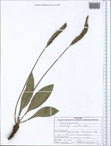 Plantago urvillei Opiz, Eastern Europe, North Ukrainian region (E11) (Ukraine)