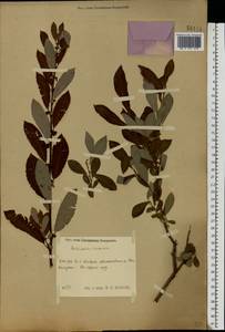 Salix aurita × livida, Eastern Europe, Central region (E4) (Russia)