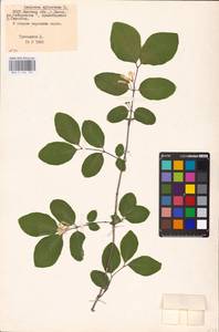 Lonicera xylosteum L., Eastern Europe, Belarus (E3a) (Belarus)