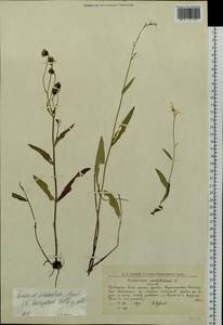 Hieracium dolabratum (Norrl.) Norrl., Siberia, Western Siberia (S1) (Russia)