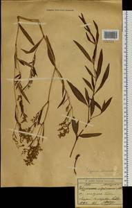 Koenigia divaricata (L.) T. M. Schust. & Reveal, Siberia, Baikal & Transbaikal region (S4) (Russia)