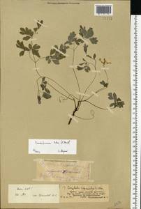 Pseudofumaria lutea (L.) Borkh., Eastern Europe, Moscow region (E4a) (Russia)