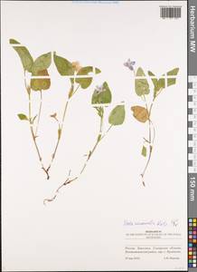 Viola canina subsp. ruppii (All.) Schübl. & G. Martens, Eastern Europe, Middle Volga region (E8) (Russia)