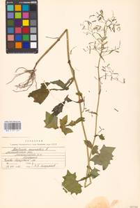 Mycelis muralis (L.) Dumort., Eastern Europe, Moscow region (E4a) (Russia)