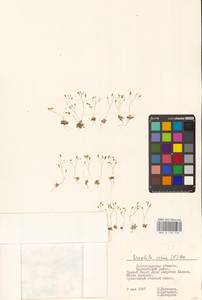 Draba verna L., Eastern Europe, Lower Volga region (E9) (Russia)