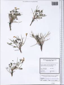 Onobrychis cornuta (L.)Desv., South Asia, South Asia (Asia outside ex-Soviet states and Mongolia) (ASIA) (Iran)