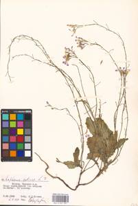 Raphanus sativus L., Eastern Europe, Moscow region (E4a) (Russia)