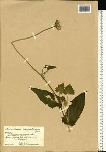 Doronicum carpaticum (Griseb. & Schenk) Nyman, Eastern Europe, West Ukrainian region (E13) (Ukraine)