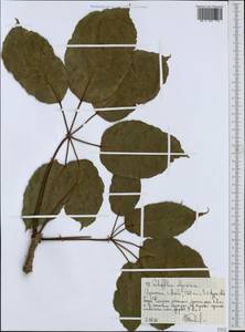 Astropanax abyssinicum (Hochst. ex A. Rich.) Seem., Africa (AFR) (Ethiopia)