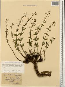 Scrophularia variegata subsp. rupestris (M. Bieb. ex Willd.) Grau, Caucasus, North Ossetia, Ingushetia & Chechnya (K1c) (Russia)