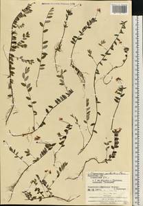 Vaccinium oxycoccos L., Eastern Europe, West Ukrainian region (E13) (Ukraine)