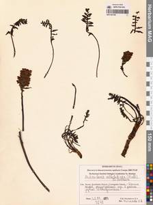 Pedicularis novaiae-zemliae (Hultén) Kozhevn., Siberia, Chukotka & Kamchatka (S7) (Russia)