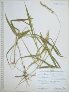 Spodiopogon sibiricus Trin., Siberia, Russian Far East (S6) (Russia)