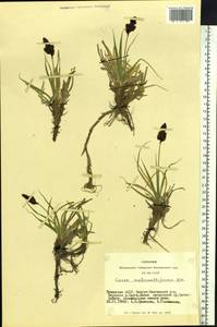 Carex melananthiformis Litv., Siberia, Altai & Sayany Mountains (S2) (Russia)
