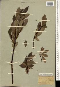 Salix pantosericea Görz, Caucasus, Krasnodar Krai & Adygea (K1a) (Russia)