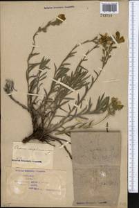 Onosma simplicissima L., Middle Asia, Syr-Darian deserts & Kyzylkum (M7) (Kazakhstan)