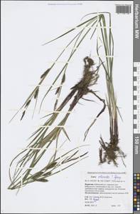 Carex atherodes Spreng., Siberia, Baikal & Transbaikal region (S4) (Russia)